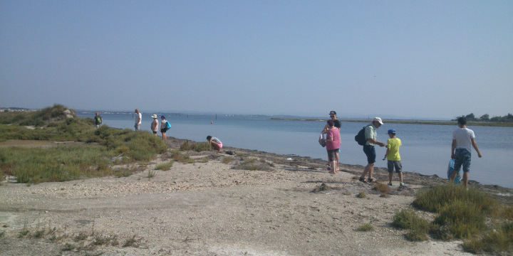 Sortie plage - (c) LPO Hérault